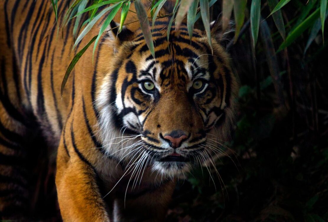 Fauna Indonesia Bagian Barat: Ciri, Contoh, dan Keunikannya dalam Ekosistem Nusantara