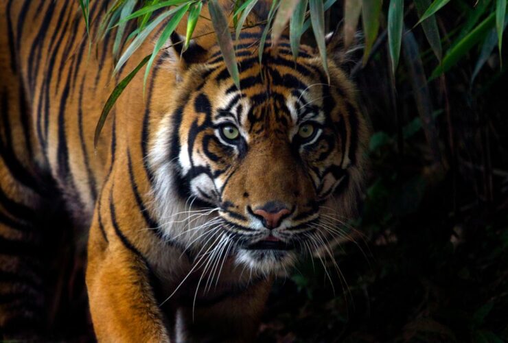 Fauna Indonesia Bagian Barat: Ciri, Contoh, dan Keunikannya dalam Ekosistem Nusantara