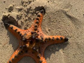 Bintang Laut Bernapas Dengan Apa? Penjelasan Sistem Pernapasan dan Cara Hidupnya