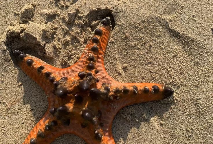 Bintang Laut Bernapas Dengan Apa? Penjelasan Sistem Pernapasan dan Cara Hidupnya