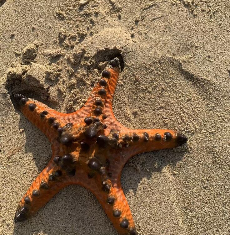 Bintang Laut Bernapas Dengan Apa? Penjelasan Sistem Pernapasan dan Cara Hidupnya