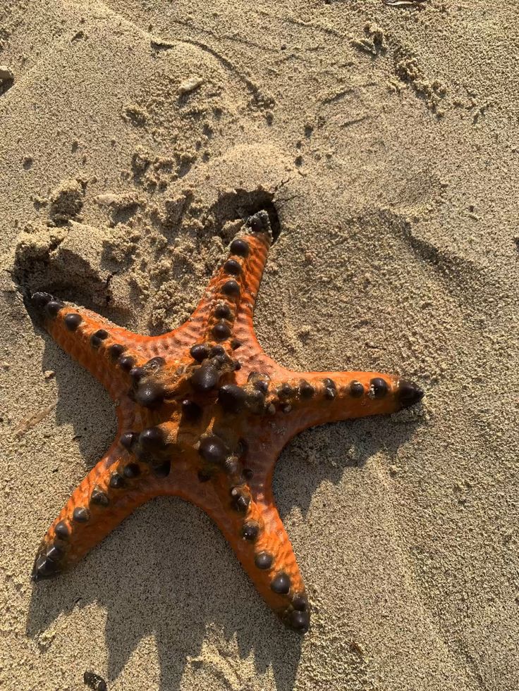 Bintang Laut Bernapas Dengan Apa? Penjelasan Sistem Pernapasan dan Cara Hidupnya